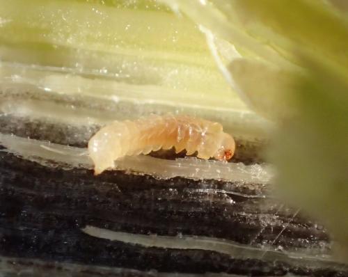 Mordellistena sp.